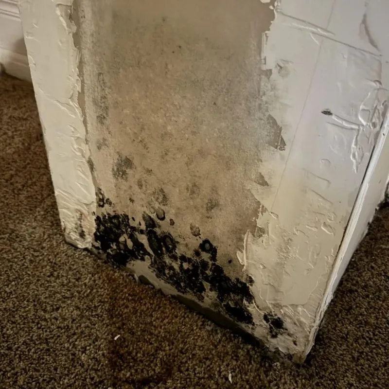 Professional Mold Removal in Webster County, MS